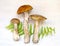 Aspen mushrooms. Orange-cap mushroom isolated on wooden background with fern