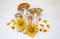 Aspen mushrooms. Orange-cap mushroom isolated on wooden background with flowers