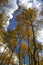 Aspen reaching to the Sky in Wyoming