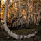 Aspen Tree Bends but Persists In Growing Upward