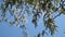 Aspen tree blossom, falling pollen and seeds and blue sky on the background. Branch of aspen and fluff flies in the air