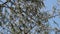 Aspen tree blossom, falling pollen and seeds and blue sky on the background. Branch of aspen and fluff flies in the air