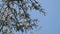 Aspen tree blossom, falling pollen and seeds and blue sky on the background. Branch of aspen and fluff flies in the air