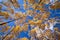 Aspen tree canopy swaying in the wind in autumn