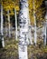 Aspen Tree with Carvings