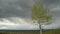 Aspen tree with fresh leaves moved by storm wind