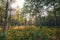 Aspen tree grove in sunlight on swiftcurrent trail in the many glaciers region of glacier national park in Montana Usa