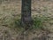 Aspen tree grows in the park