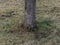 Aspen tree grows in the park