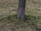 Aspen tree grows in the park