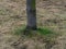 Aspen tree grows in the park