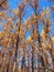 Aspen tree Populus tremula