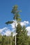 Aspen Tree Reaching For the Sky