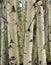 Aspen tree trunks closeup