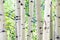 Aspen tree trunks - white bark forest