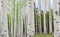 Aspen Trees