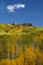 Aspen trees in Autumn at Kebler Pass near Crested Butte Colorado America. The Aspens foliage change color from green to yellow lea