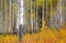 Aspen trees in autumn time