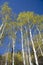 Aspen trees and blue sky