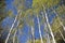 Aspen trees and blue sky