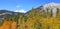 Aspen trees in Canadian Rocky mountains