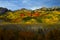 Aspen Trees of Color on Kebler Pass in Colorado