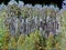 Aspen Trees Digital Art
