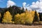 Aspen Trees dominate the season in San Juan National Forest, Colorado.