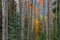 Aspen trees in early autumn time