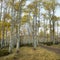 Aspen trees in Fall color