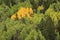 Aspen trees with fall color, Uncompahgre National Forest, Colorado