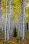 Aspen trees in Fall Colorado when the color of the aspen trees turn yellow. Kebler Pass is one of the best places in Colorado to v