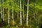 Aspen Trees in Fall with Colors Lush Forest Birch