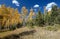 Aspen trees in fall colors on the Medano Pass primitive road in the Sangre De Cristo range of the Rocky Mountains in Colorado