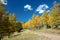 Aspen trees in fall colors in the Sangre De Cristo range on the Medano Pass primitive road in Rocky Mountains in Colorado