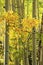 Aspen trees forest, Rocky Mountains, Colorado