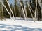 Aspen trees groove in winter boreal forest taiga