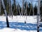 Aspen trees groove in winter boreal forest taiga