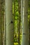 Aspen trees in high mountains in Telluride, Colorado, in summer