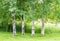 Aspen trees near wild grasses in a Montana field