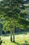 Aspen Trees in open green grassy field