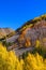 Aspen trees with peak fall colors