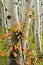 Aspen trees with red shrub