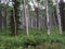 Aspen trees rise above field of yellow wild flowers 2.