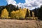 Aspen Trees in San Juan National Forest, Colorado.