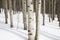 Aspen trees in snow, Aspen, Colorado