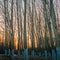 Aspen Trees at sunset 2