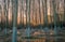 Aspen Trees at sunset