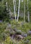 Aspen trees surrounded with Wildflower meadow