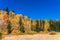 Aspen trees with vibrant fall colors in Durango, Colorado